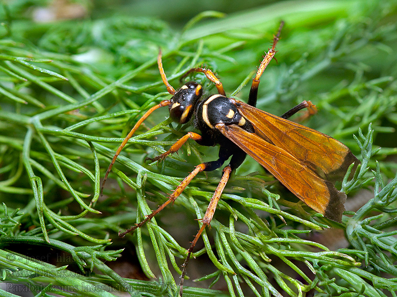 Parabatozonus lacerticida