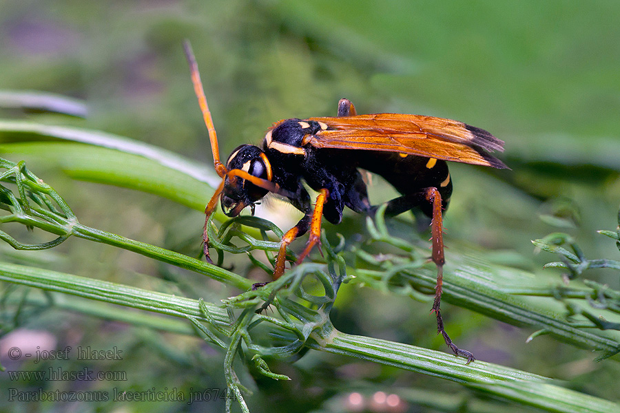 Parabatozonus lacerticida