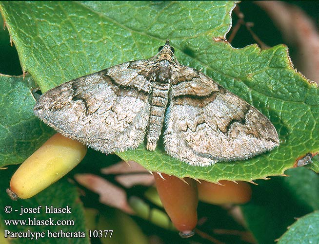 Pareulype berberata Cidaria Coenotephri Barberry Carpet Moth