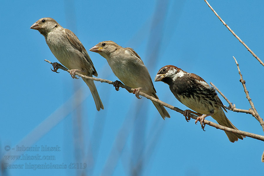 Spanish Sparrow Weidensperling Passer hispaniolensis