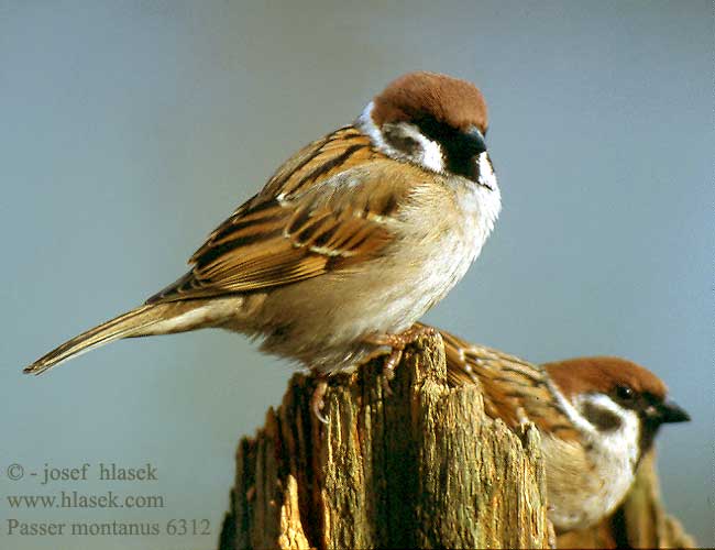 Lauku zvirbulis Poldvarblane Passer montanus Tree Sparrow