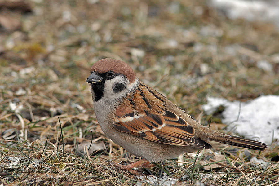 Tree Sparrow Feldsperling Passer montanus