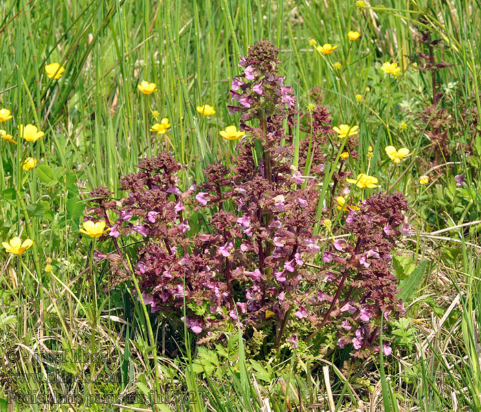 Pedicularis palustris