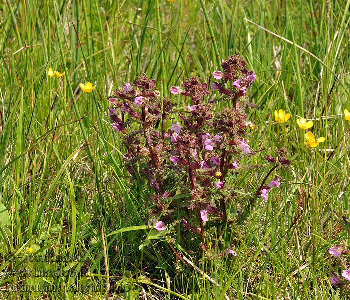 Pédiculaire marais Moeraskartelblad Posványkakastaréj Pedicularis palustris