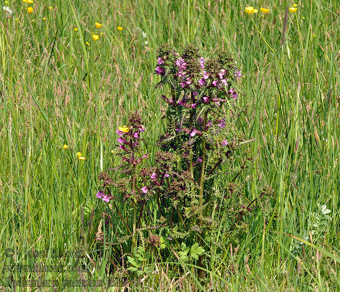 Мытник болотный Myrklegg Marsh Lousewort Pedicularis palustris