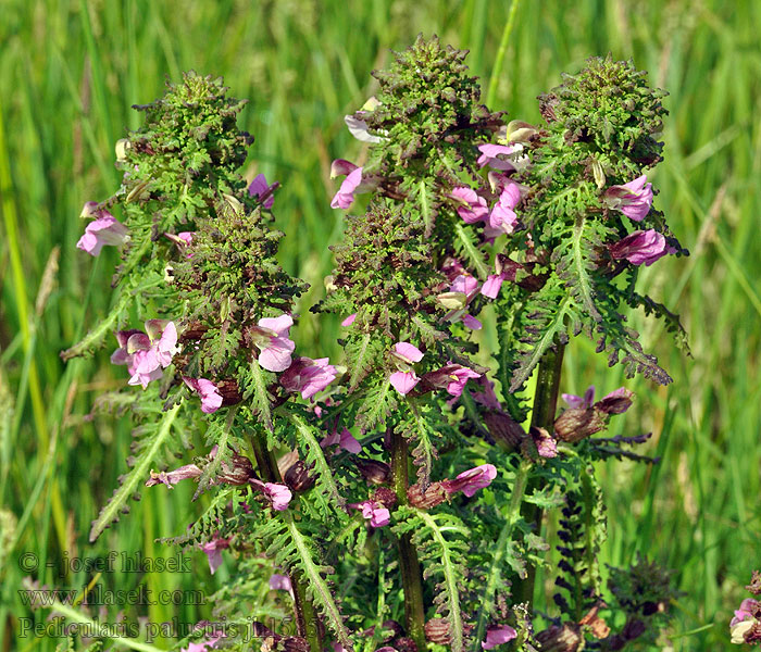 Pedicularia palustre Kärrspira Pedicularis palustris