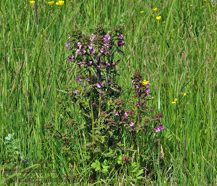 Všivec bahenní močiarny Pedicularis palustris