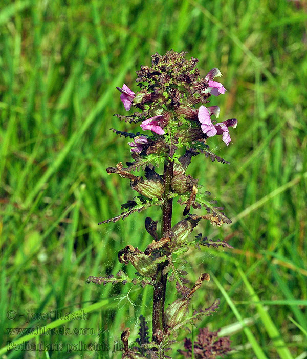 Gnidosz błotny Všivec bahenní Pedicularis palustris