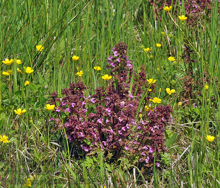 Posványkakastaréj Sumpf-Läusekraut Pedicularis palustris