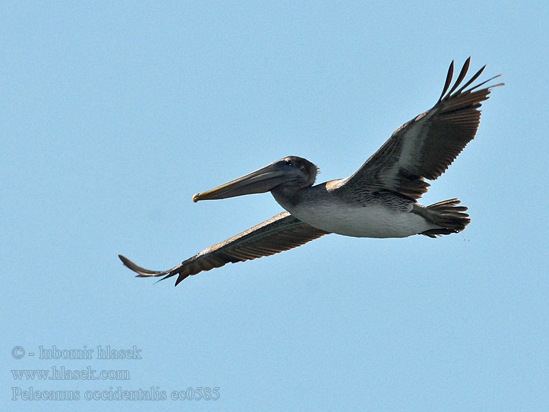 Pelikan brunatny Tengeri pelikán Pelecanus occidentalis