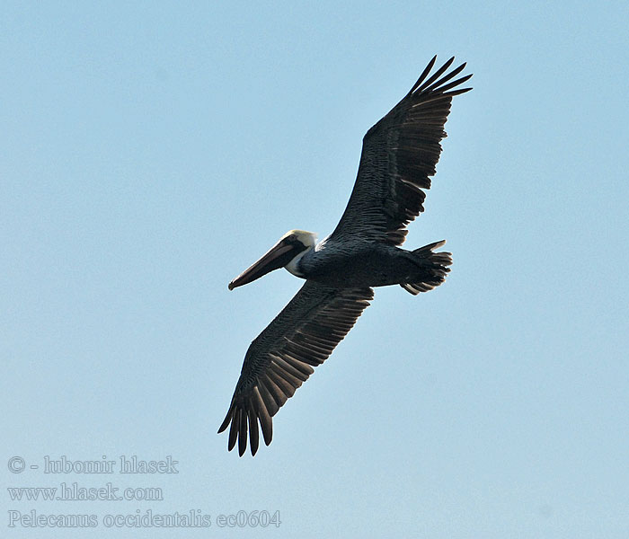 Pelikán hnědý Пеликан бурый Tengeri pelikán Pelecanus occidentalis