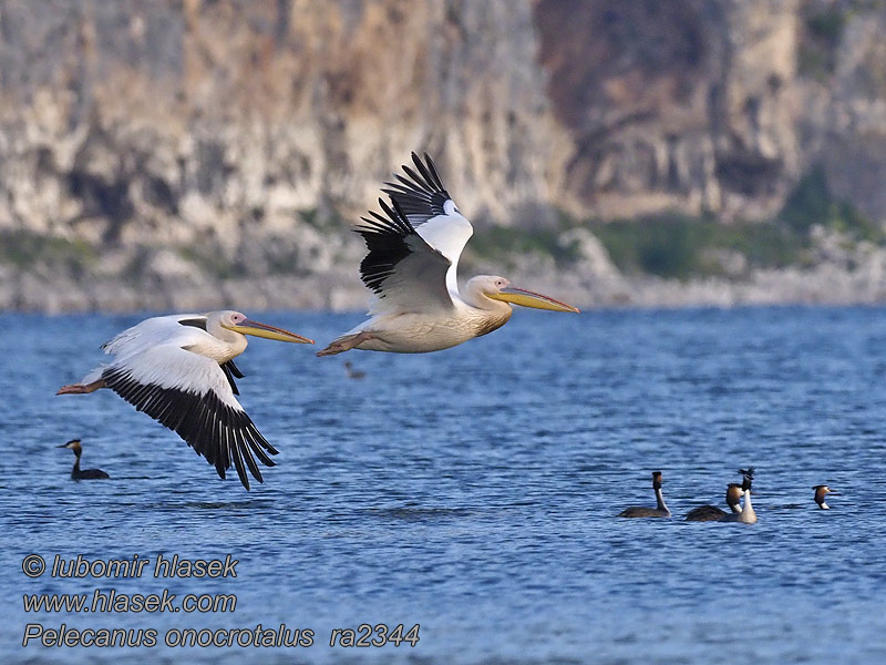 Pelicano-vulgar Pelecanus onocrotalus