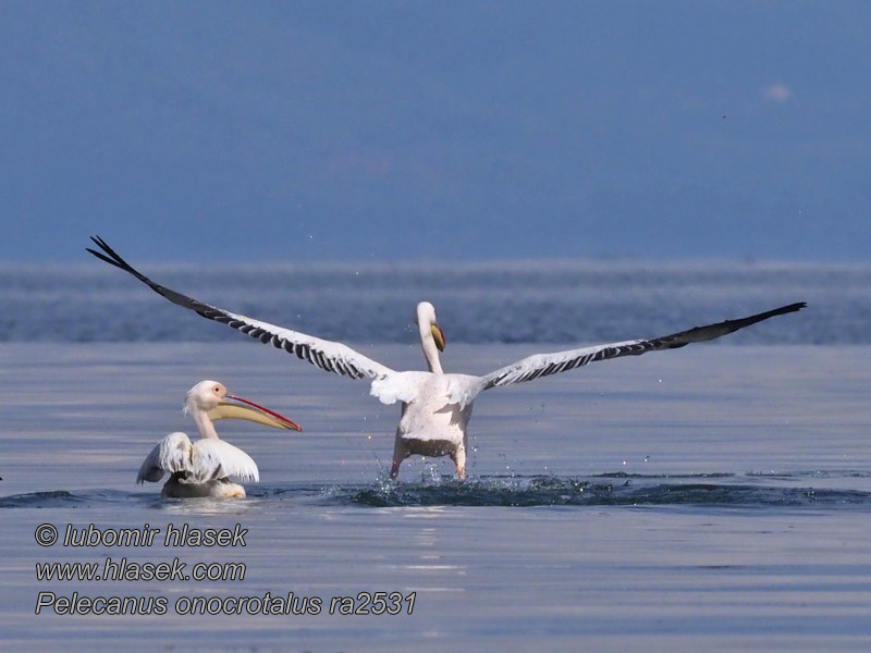 Pelicanul comun Pelecanus onocrotalus