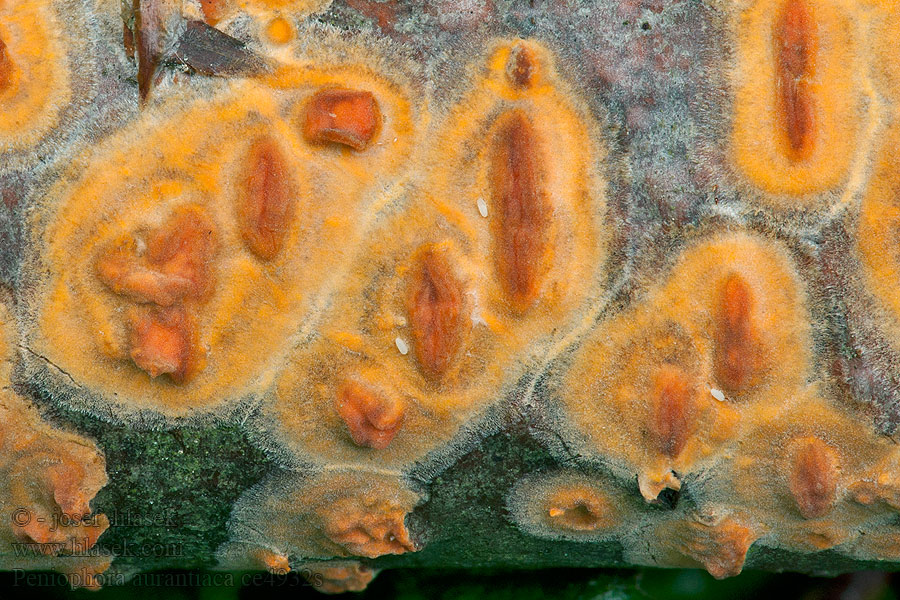 Peniophora aurantiaca Grünerlen-Zystidenrindenpilz