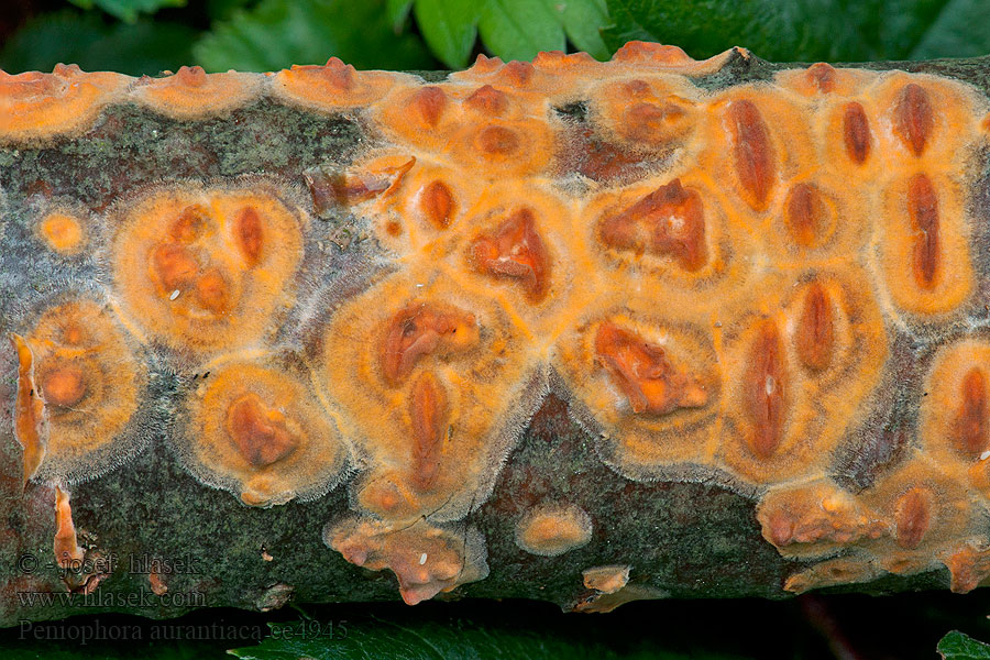 Peniophora aurantiaca Powłocznica bieszczadzka Пениофора апельсиновая