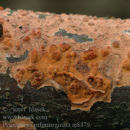 Peniophora rufomarginata aj8479