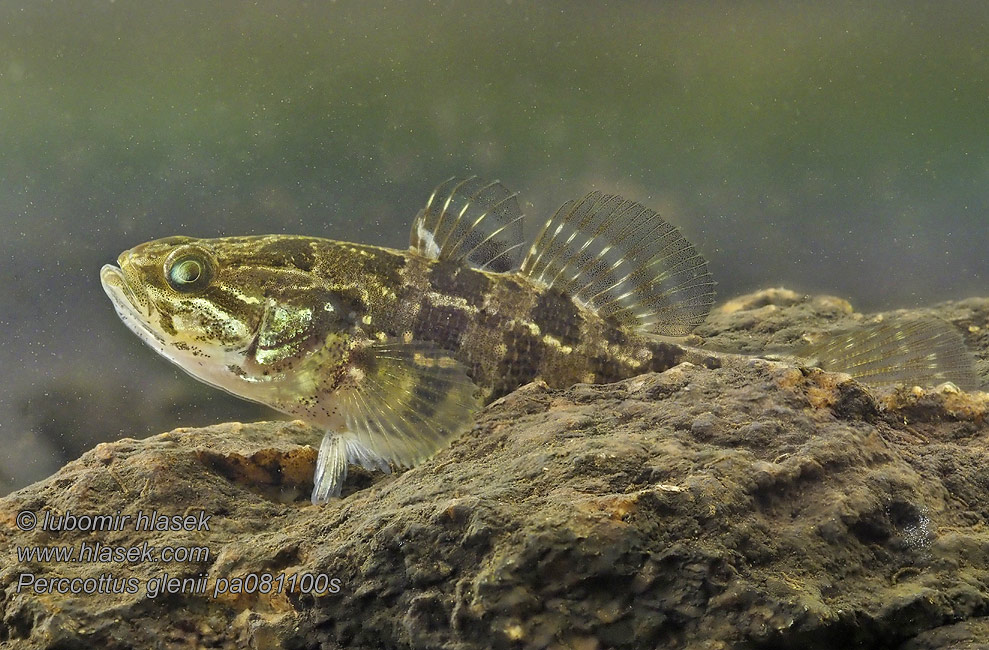 Guvid Amur Býčkovec amurský Perccottus glenii