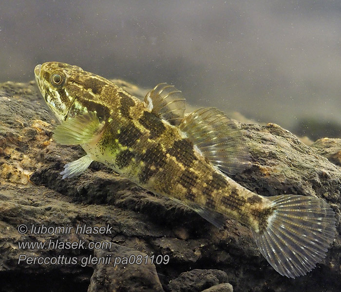 Goujon l'amour Chinesische Schläfergrundel Amurgrondel Perccottus glenii