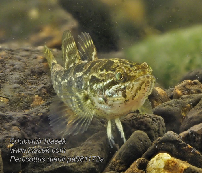 Hlavačkovec Glenův Головешка амурська Perccottus glenii