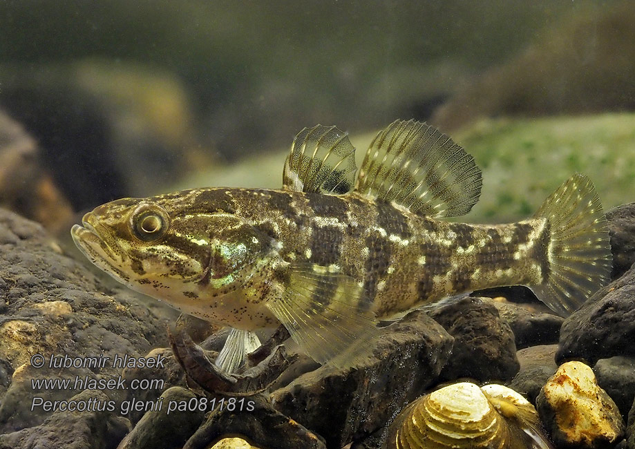 Chinese sleeper Amur Amurgéb Trawianka Ротан Perccottus glenii