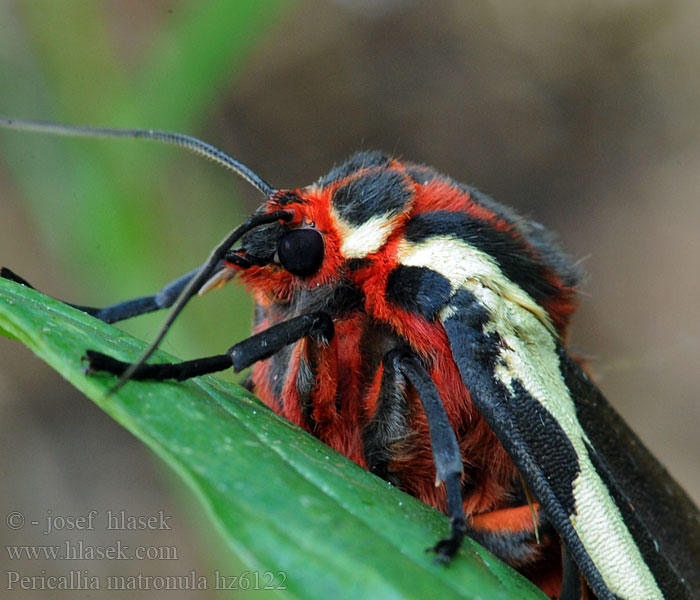 Pericallia matronula Large tiger moth
