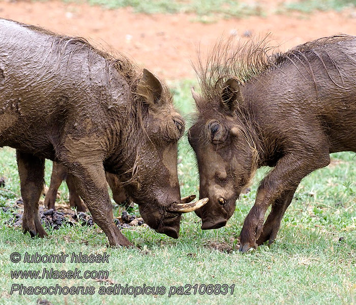 Javali Africano Porcul alergator Porc Phacochoerus aethiopicus