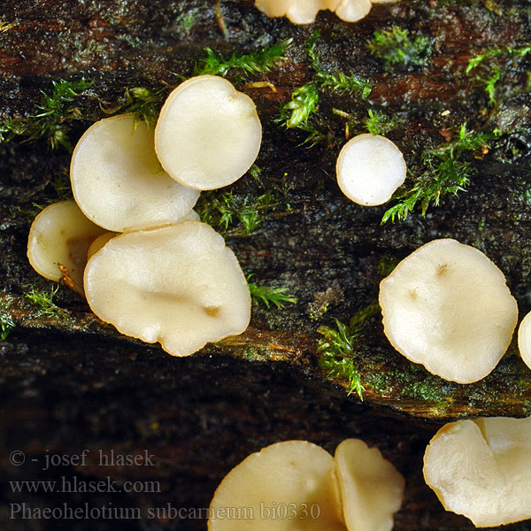 Vleeskleurig Sapbekertje Blaßfleischiges Holzbecherchen Phaeohelotium subcarneum Orbilia subcarnea Orbiliopsis