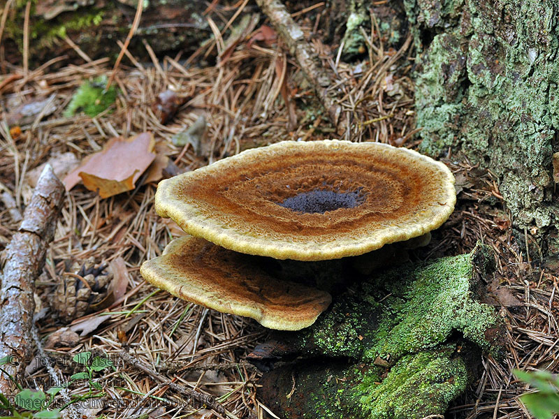 Velvet Top Fungus Dye Polypore Dyer's Bracket Phaeolus schweinitzii