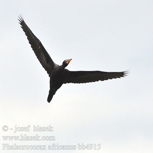 Uzun kuyruklu Karabatak Afriški kormoran Kormorán dlhochvostý