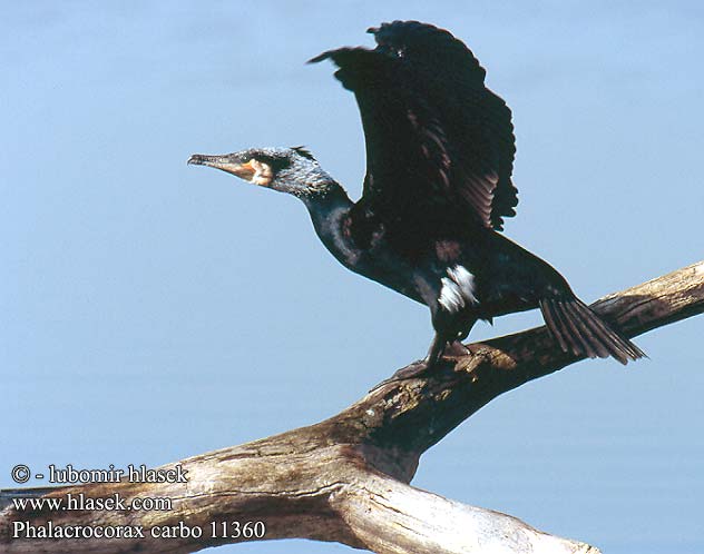 Phalacrocorax carbo Cormorant kormorán velký Cormorano Merimetso
