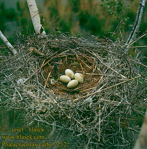 nest eggs Phalacrocorax carbo Cormorant Kormoran
