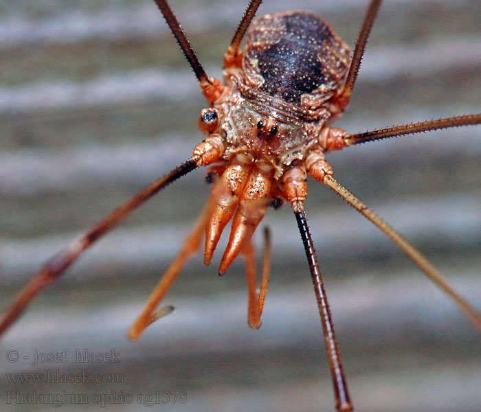 Phalangium opilio Sekáč rohatý