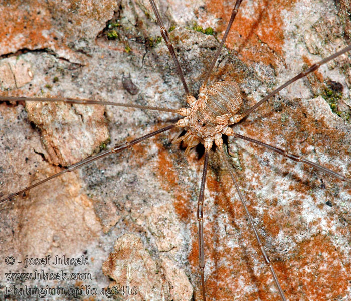 Phalangium opilio