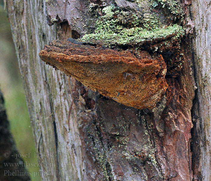 Phellinus pini Ohňovec borový Kiefern-Feuerschwamm