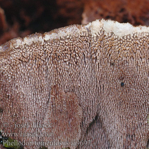 Phellodon tomentosus Becherförmiger Duftstacheling