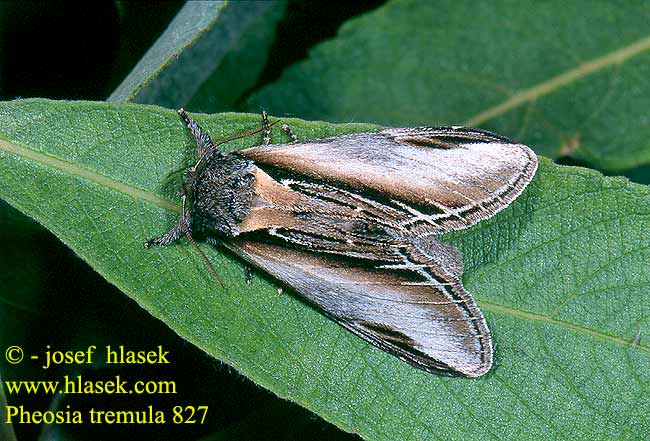 Pheosia tremula Swallow Prominent Pappel-Zahnspinner Hřbetozubec osikový