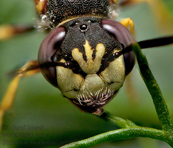 Philanthus triangulum