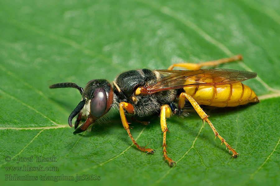 Květolib včelí  Philanthus triangulum