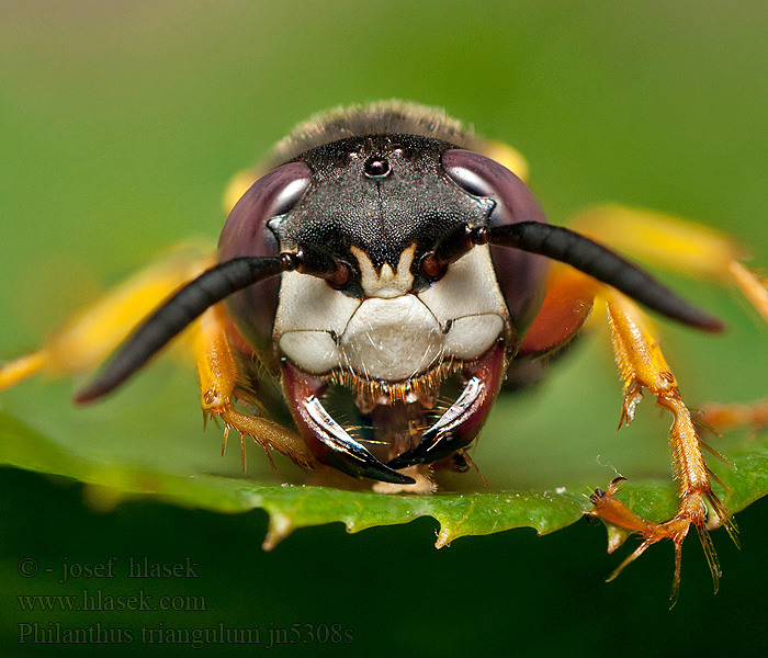 Kutavka včelia Lobo europeo abejas Philanthus triangulum