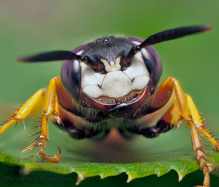 Méhfarkas Kutavka včelia Lobo europeo abejas Philanthus triangulum