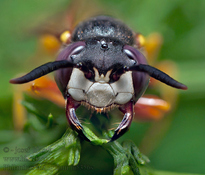 European beewolf Philanthus triangulum