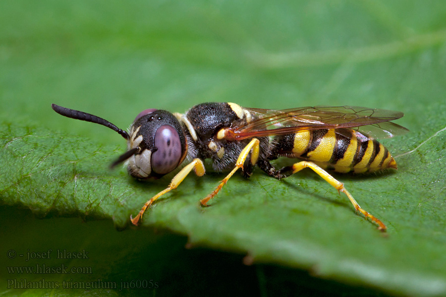 Пчелиный волк Philanthus triangulum