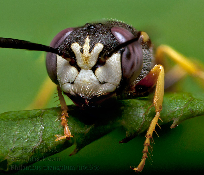 Taszczyn pszczeli Philanthus triangulum