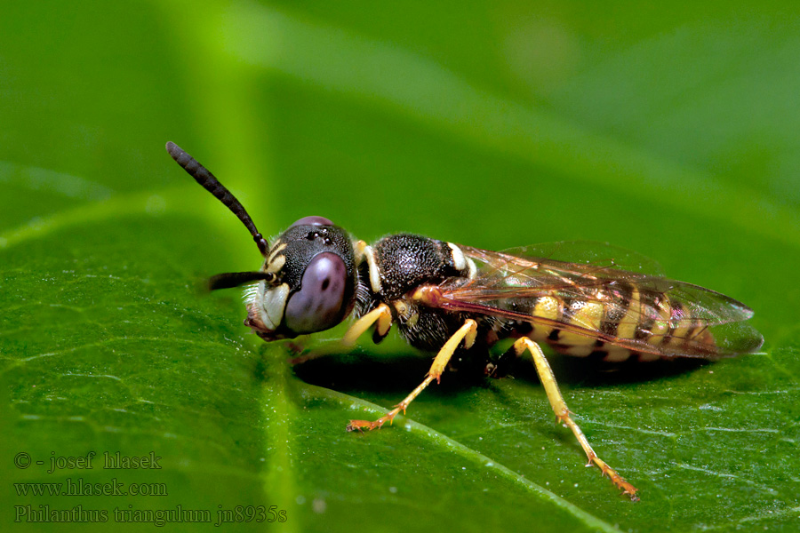 Bienenwolf Philanthus triangulum