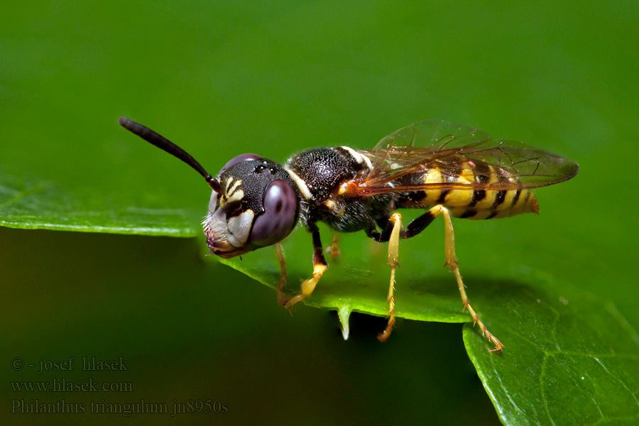 Květolib včelí Philanthus triangulum