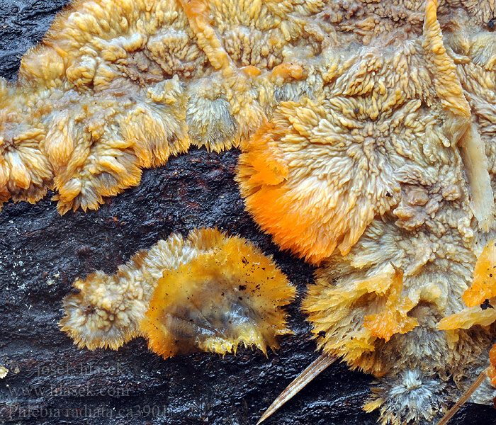 Žilnatka oranžová Phlebia radiata