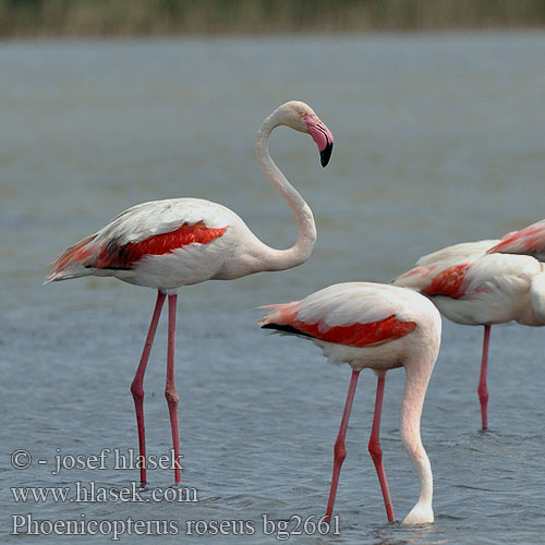 Phoenicopterus roseus Rózsás flamingó Greater Flamingo