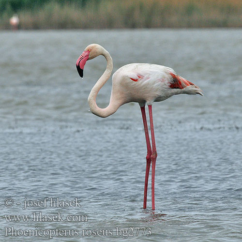 Fenicottero 大红鹳 Фламинго обыкновенный
