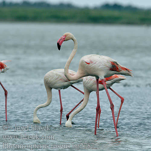 大红鹳 Фламинго обыкновенный розовый