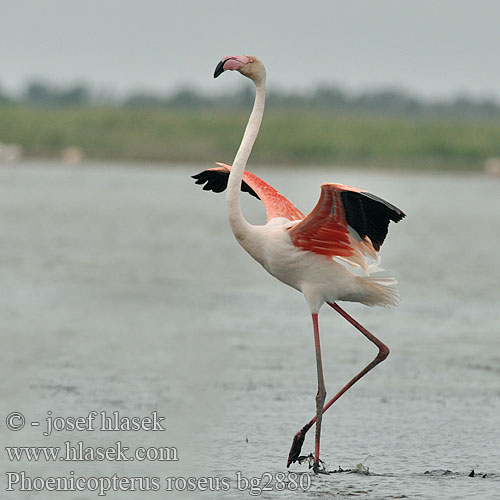 Φοινικόπτερο Flamingo-comum Grootflamink